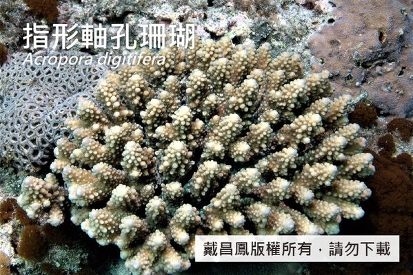 指形軸孔珊瑚群體呈繖形或盤形，由許多短指形分枝構成，底部癒合。