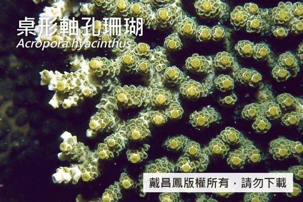 桌形軸孔珊瑚的軸珊瑚孔突出約1.5 mm，側珊瑚孔緊貼分枝，外觀呈花瓣狀