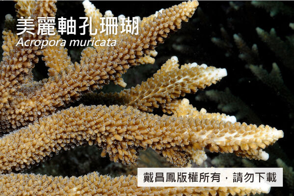 美麗軸孔珊瑚的分枝直徑約2 cm，側珊瑚孔為管形，開口為圓或橢圓形，大小一致，密集分布。