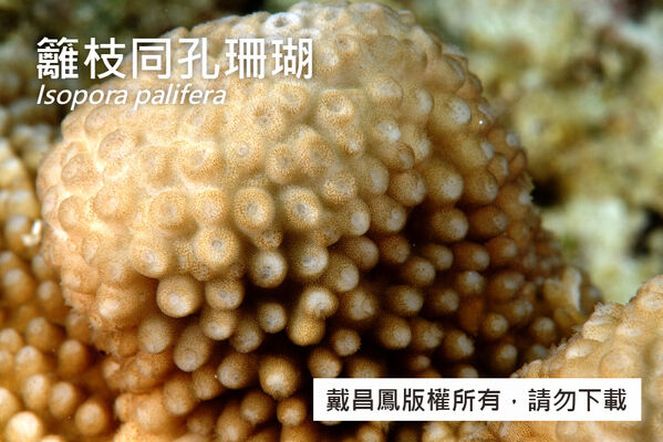 籬枝同孔珊瑚的分枝頂端圓鈍，珊瑚孔皆呈管狀，外徑約2.8~4.2 mm，開口二分。