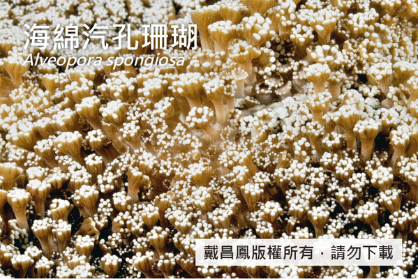 海綿汽孔珊瑚的觸手長約3~5 mm，頂端呈圓點或結節狀。