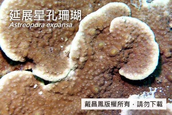 延展星孔珊瑚的珊瑚孔約1.5~2.5 mm，凸出與凹入型間隔分布。