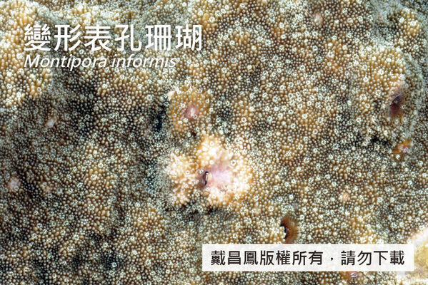 變形表孔珊瑚的珊瑚孔為凹入型，口杯直徑約 0.4~0.6 mm，均勻分布於表面。