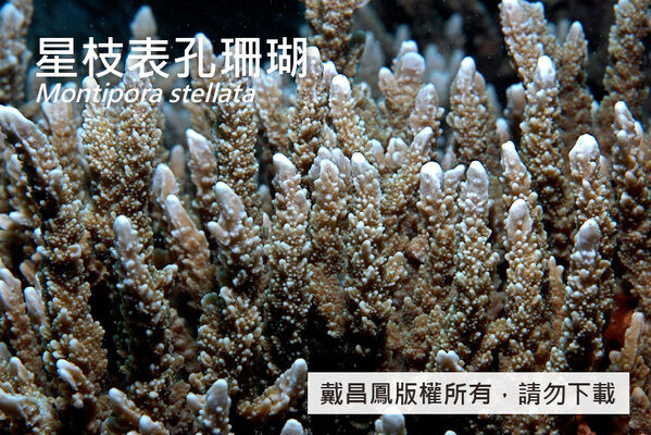 星枝表孔珊瑚的分枝表面有許多不規則突起，珊瑚孔為凹入型。