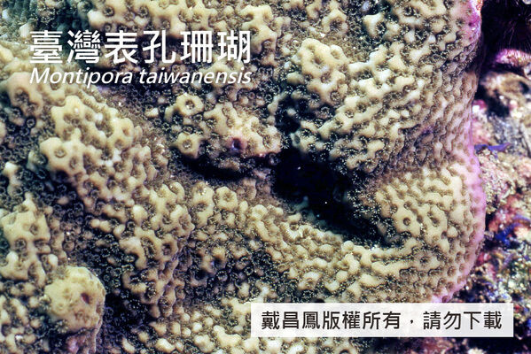 臺灣表孔珊瑚表面有彎曲的網狀紋脊，珊瑚孔為凹入型，位於疣突之間。