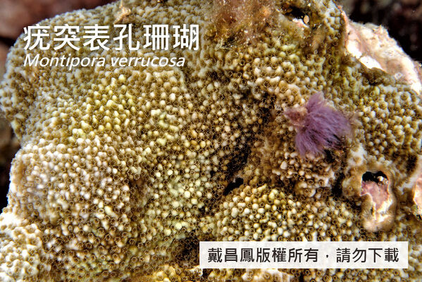 疣突表孔珊瑚的疣突直徑約3 mm，珊瑚孔分布在疣突之間。