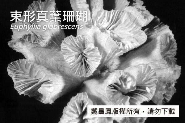 束形真葉珊瑚的骨骼。
