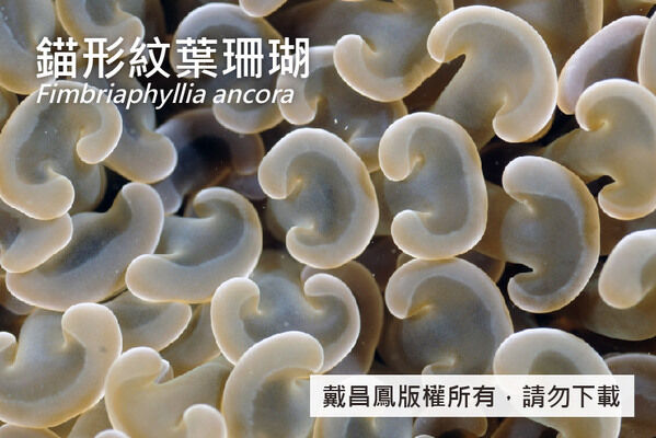 錨形紋葉珊瑚的觸手多而密集，頂端膨大呈錨形或腎形。
