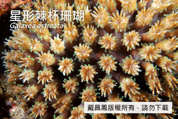 星形棘杯珊瑚的珊瑚孔為圓形或橢圓形，直徑約3.0~4.5 mm，突出高約5 mm。|
