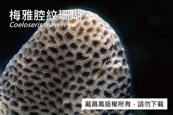 梅雅腔紋珊瑚的珊瑚孔為多角形，壁厚，不具中柱。