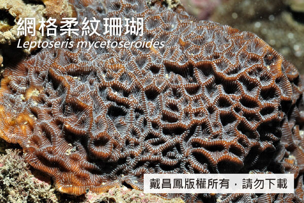 網格柔紋珊瑚體表面有不規則的網格狀皺褶，珊瑚孔位於網格間的凹溝中。