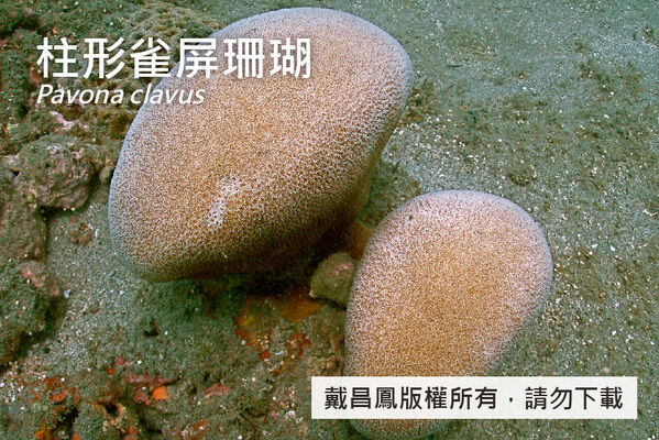 柱形雀屏珊瑚的珊瑚孔密集分布在表面，口杯直徑約2.5~3.5 mm。