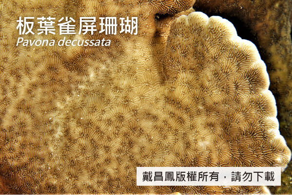 板葉雀屏珊瑚的珊瑚孔不規則分布在板葉兩側，隔肋片粗細交錯排列。