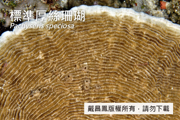 標準厚絲珊瑚表面的紋狀脊呈同心環、規則排列，珊瑚蟲相連分布於凹溝中。