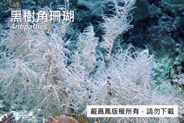 黑樹角珊瑚