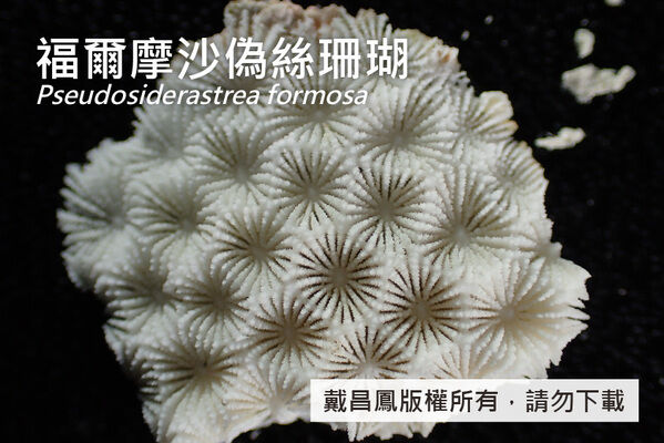 福爾摩沙偽絲珊瑚的珊瑚孔為多角形，直徑約2~4 mm，隔片和鞘壁皆清晰可見。