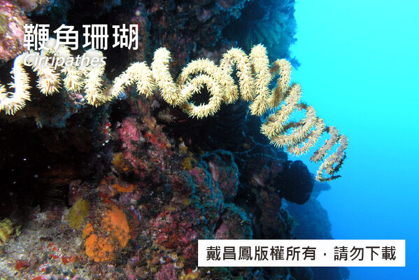 鞭角珊瑚