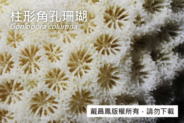 柱形角孔珊瑚的骨骼