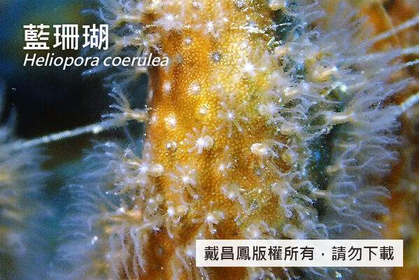 藍珊瑚