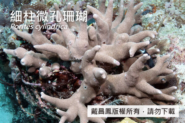 細柱微孔珊瑚分枝直徑約2~4 cm，分枝間大約成直角相交。