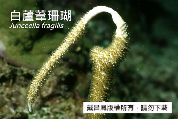 白蘆葦珊瑚