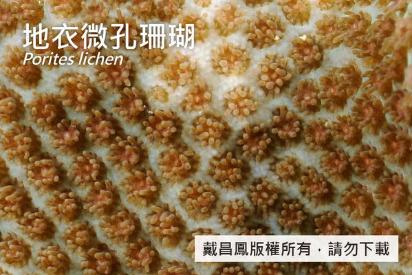珊瑚孔略凹入，直徑約0.9~1.4 mm，大致成列排列。