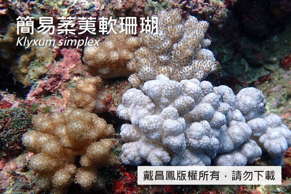 簡易葇荑軟珊瑚