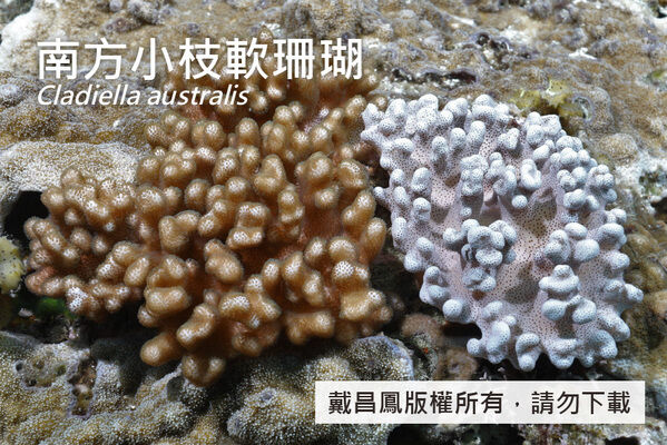 南方小枝軟珊瑚