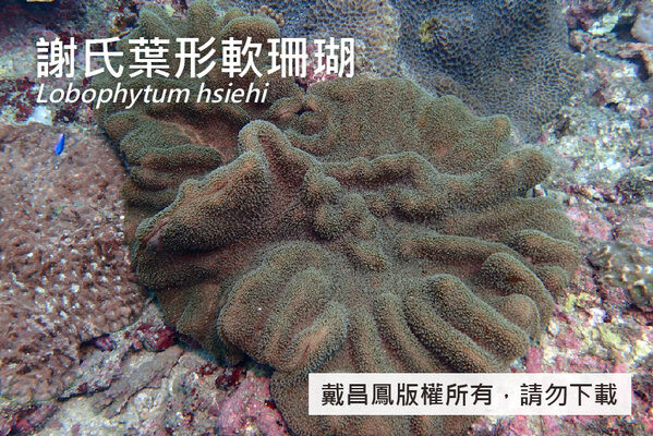謝氏葉形軟珊瑚