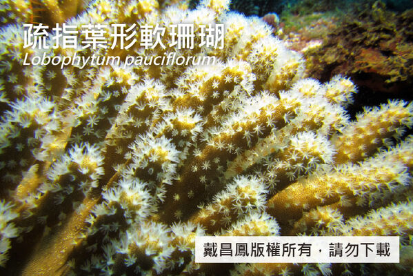 疏指葉形軟珊瑚