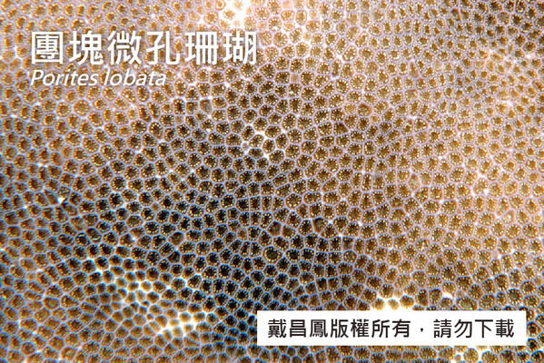 團塊微孔珊瑚的珊瑚孔密集分布於表面，口杯直徑約1.5 mm，孔壁厚度約為口杯之一半。
