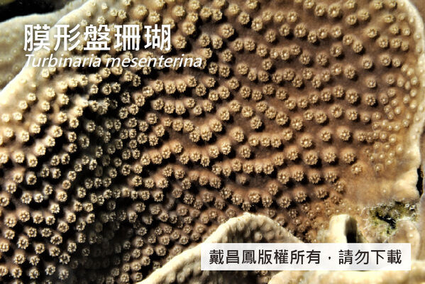 膜形盤珊瑚的珊瑚孔突出呈短管形或錐形，直徑約2.5~3.5 mm，密集分布於表面。