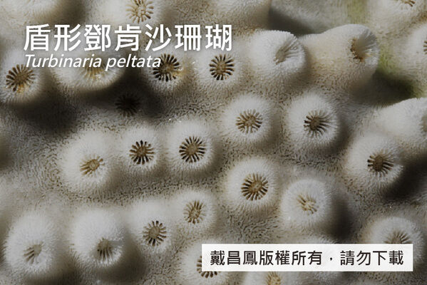 盾形鄧肯沙珊瑚的珊瑚孔平均直徑約5~6 mm。