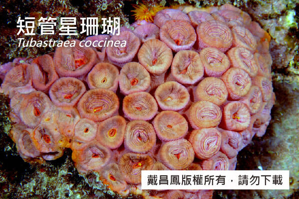 短管星珊瑚的珊瑚蟲收縮狀態，顯示其珊瑚孔為短圓柱形，直徑10~15 mm，緊密排列。