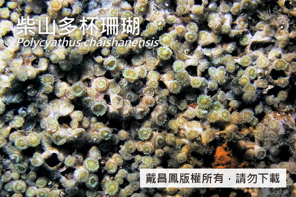 生長在較深海域的柴山多杯珊瑚群體不含共生藻，共肉組織少而薄，珊瑚孔凸出。