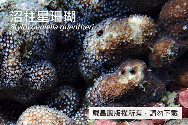 沼柱群珊瑚的共骨表面有小而明顯的突起，白色珊瑚蟲與深色共肉呈鮮明對比。