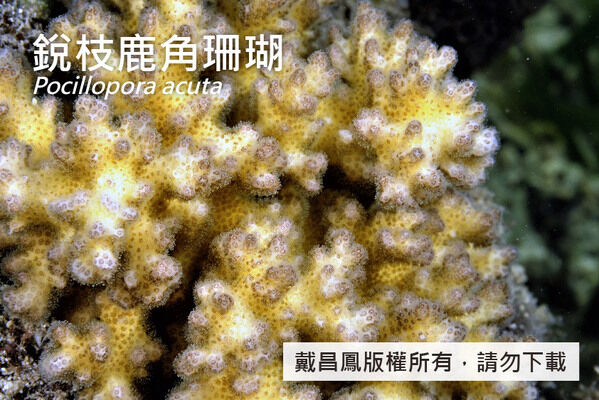 銳枝鹿角珊瑚的珊瑚孔小，口杯直徑約0.7~1.3 mm，間隔分布。