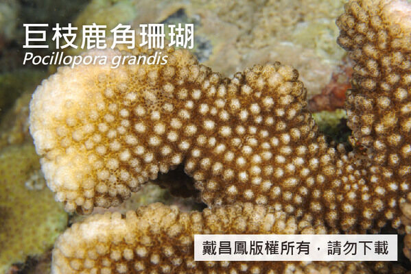 巨枝鹿角珊瑚分枝表面的疣突密集分布。珊瑚孔小，口杯直徑約0.6~1.0 mm。