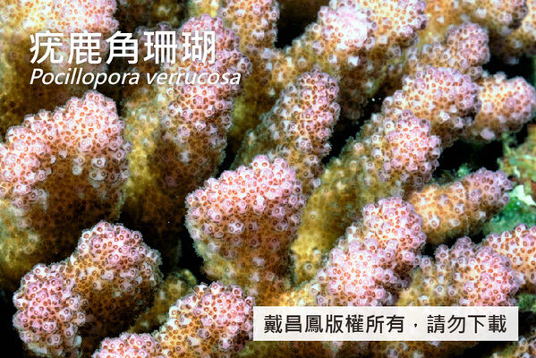疣鹿角珊瑚分枝表面密布疣突，但大小和形態不一致，珊瑚蟲小，口杯直徑約0.4~0.7 mm。