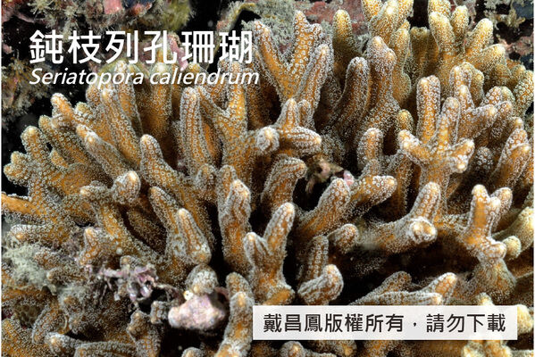 鈍枝列孔珊瑚的珊瑚孔圓形，直徑約1.0 mm，在分枝側面排成列狀。
