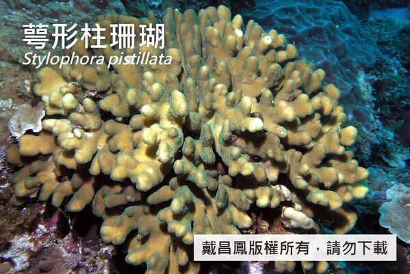 萼形柱珊瑚分枝較粗壯的群體