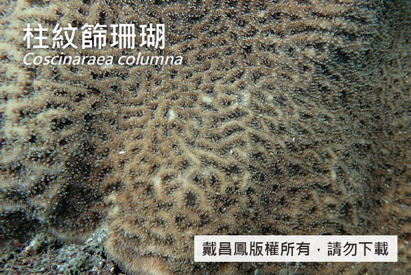 柱紋篩珊瑚的表覆形群體。