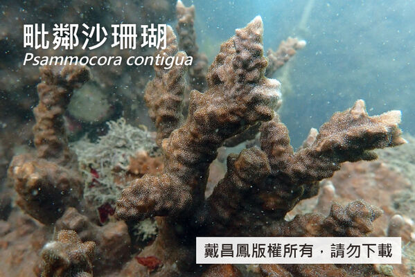 毗鄰沙珊瑚的形態變異之一，分枝不規則、頂端尖銳。