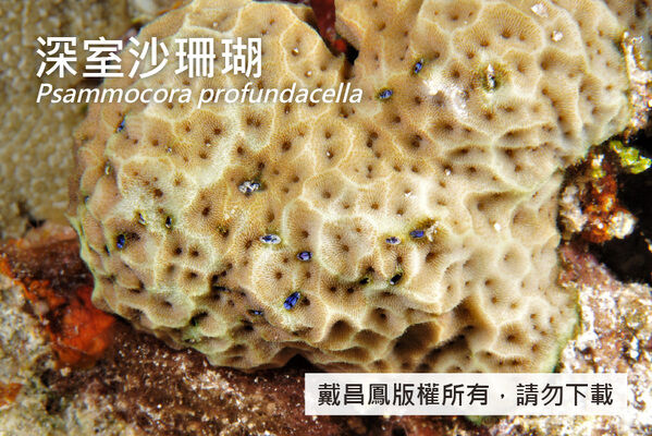 深室沙珊瑚的珊瑚蟲分布於凹溝中，珊瑚孔口杯直徑約1.4~1.7 mm，隔片3~4環。