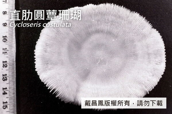 直肋圓蕈珊瑚的底部顯示肋片大小一致。