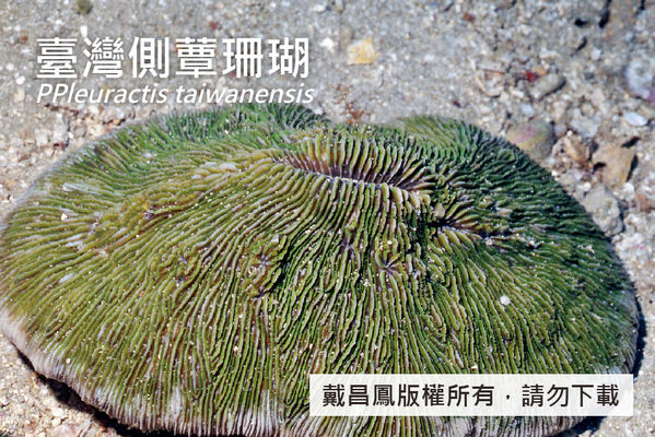臺灣側蕈珊瑚的中央口溝延長，周圍有數個小口，隔片邊緣有小而尖或裂片狀齒突。