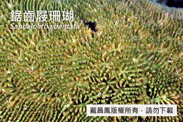 鋸齒屐珊瑚的隔片密集，上緣有不規則而粗的鋸齒狀凸起