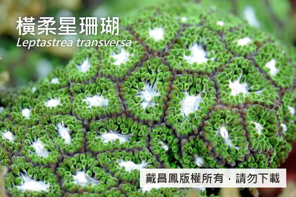 橫柔星珊瑚的珊瑚蟲近照，顯示其珊瑚孔為多角形，邊緣呈暗褐色，口部為白色。