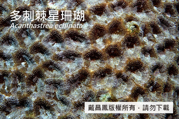多刺棘星珊瑚的珊瑚孔多數為圓形，少數為多角形，直徑約11~27 mm。