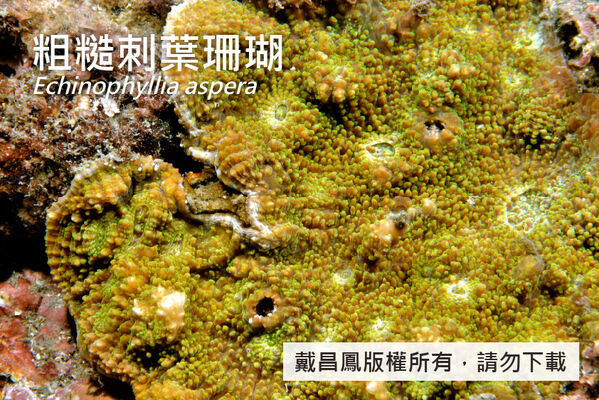 粗糙刺葉珊瑚的珊瑚孔突出，肋片上緣多刺狀凸起。